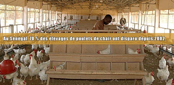Au Sénégal, 70% des élevages de poulets de chair ont disparu depuis 2002