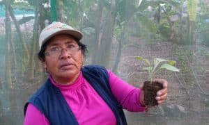 La présidente de l’association, Gregoria Flores, 60 ans, gère une soixantaine de membres répartis sur deux hectares. Elle a en charge la gestion des semis, de l’eau, des clôtures… Elle administre aussi une pépinière qui facilite l’installation de nouveaux agriculteurs, qu’elle démarche en faisant du porte à porte !