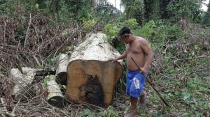 Coupes franches et déforestation en Amazonie