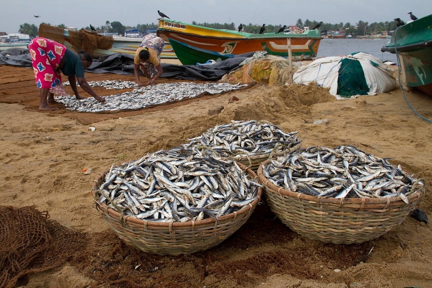 Pêche artisanale au Sri Lanka © Patrick Chesnet / CCFD-Terre Solidaire