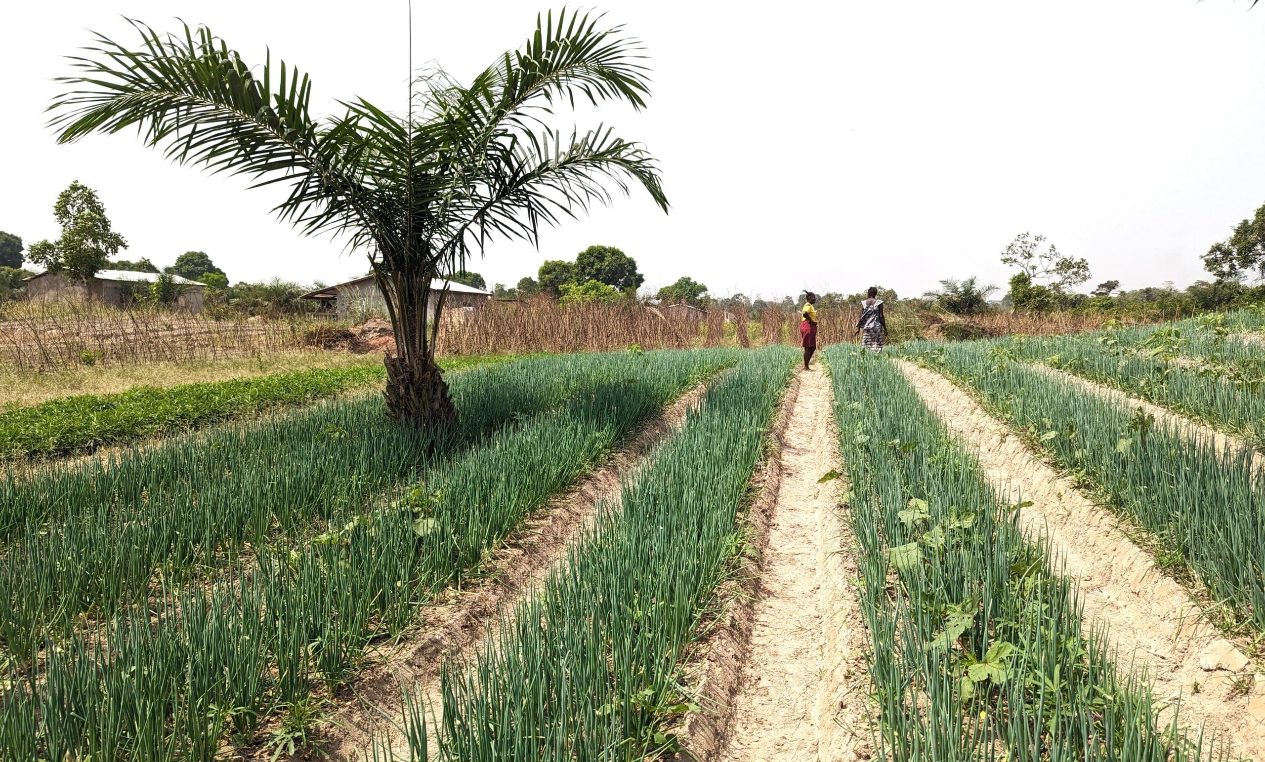 Champ cultivé par les médiatrices sociales de Bangui, en République centrafricaine ©CCFD-Terre Solidaire